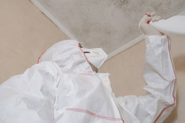 Best Emergency Mold Remediation in Adrian, MI